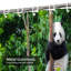 Rideau de douche Panda-129036444