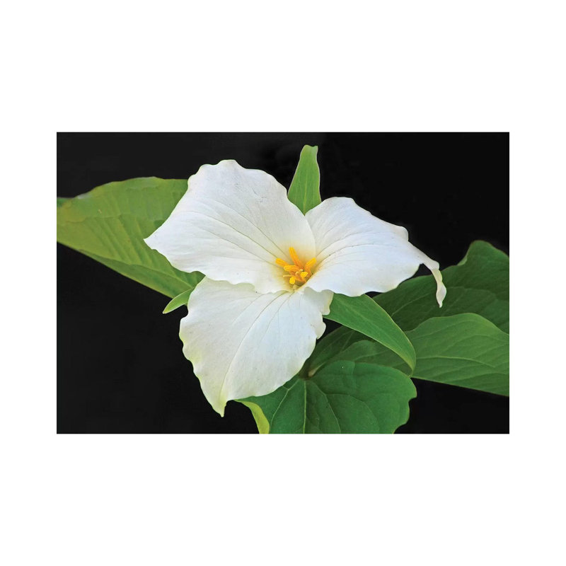 Trillium 1 Piece Wrapped Canvas Wall Art