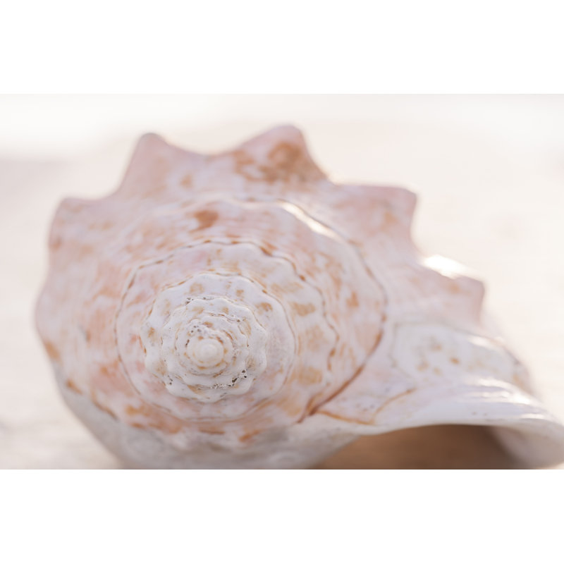 Portrait de coquille I, H 20 po x l 30 po x P 1,25 po