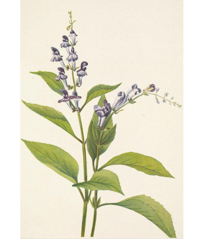 «Wood Skullcap. Scutellaria Serrata» par Mary Vaux Walcott, reproduction d'art sur toile tendue avec châssis