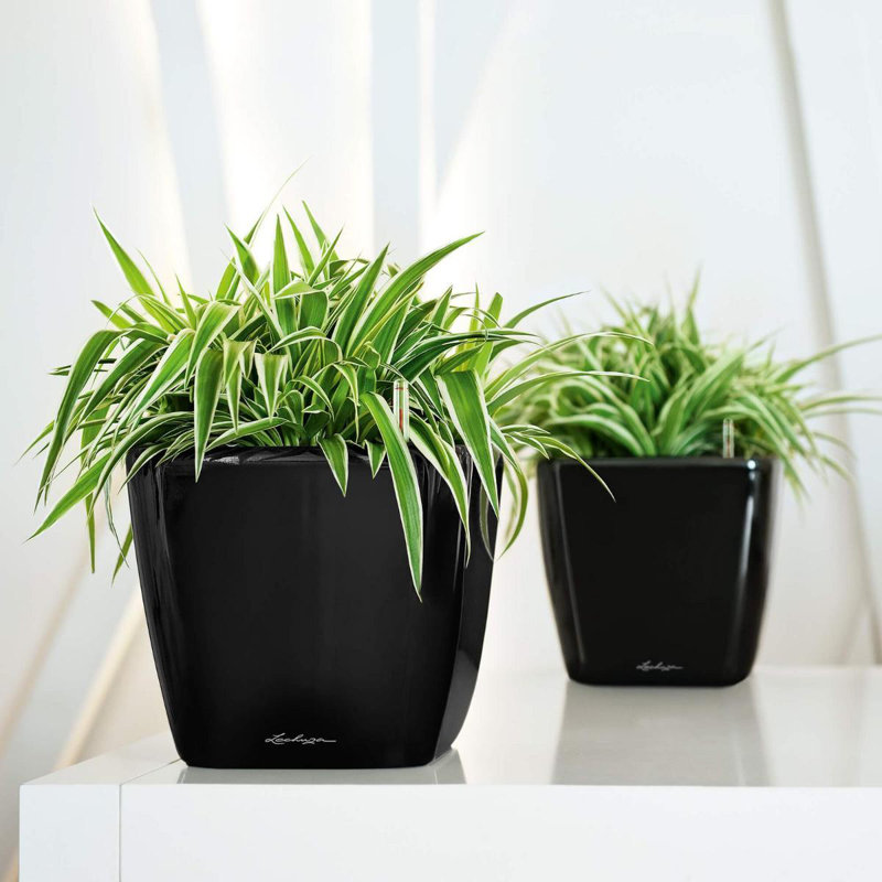 Quadro Premium Pot Planter, Black, 20cm H x 21cm W x 21cm D