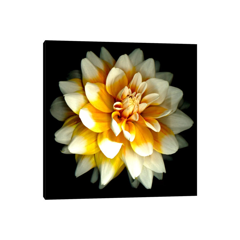 Dahlia by Susan Barmon - Wrapped Canvas Print, 30.48 cm H x 30.48 cm W