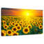 Alvord, coucher de soleil avec tournesols-107502712