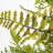 26-Inch Lush Artificial Fern Wreath – Year-Round Greenery for Front Door and Interior Wall Decor