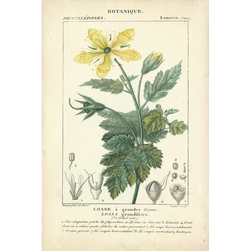 Botanique Study In Yellow IV, 122cm H x 81cm W x 3.8cm D