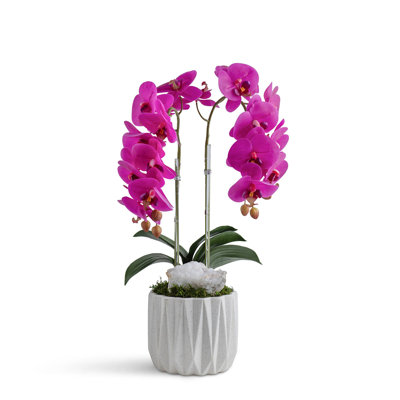 Double Orchid in Geometric Container