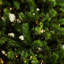 Arbre de Noël artificiel éclairé 6 pi