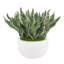 Faux Sansevieria Plant in Fiberstone Planter