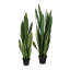 Fausse plante dracéna en pot Rummond-49421110-49421111
