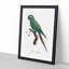 Military Macaw Parrot by F. Levaillant - Picture Frame Art Print-55610254-55610256