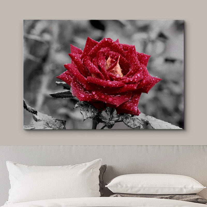Flower Blossom «Red Rose Close Up With Water Droplets Calm Dark» sur, H 32 po x l 48 po