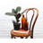 Live Burgundy Rubber Plant-49662164