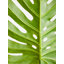 Fiori 109cm Faux Palm Branch