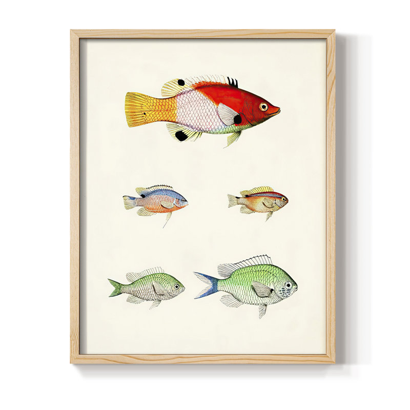 «Colorful Tropical Fish I», reproduction encadrée - bois massif