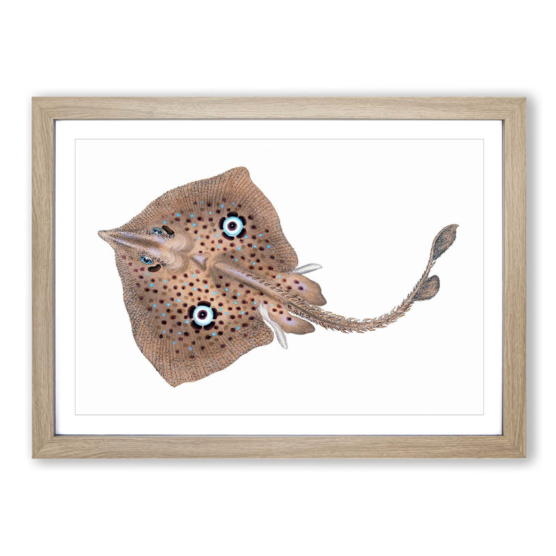 Brown Ray by Edward Donovan - Picture Frame Painting Print, 36cm H x 48cm W x 2cm D, Oak Framed