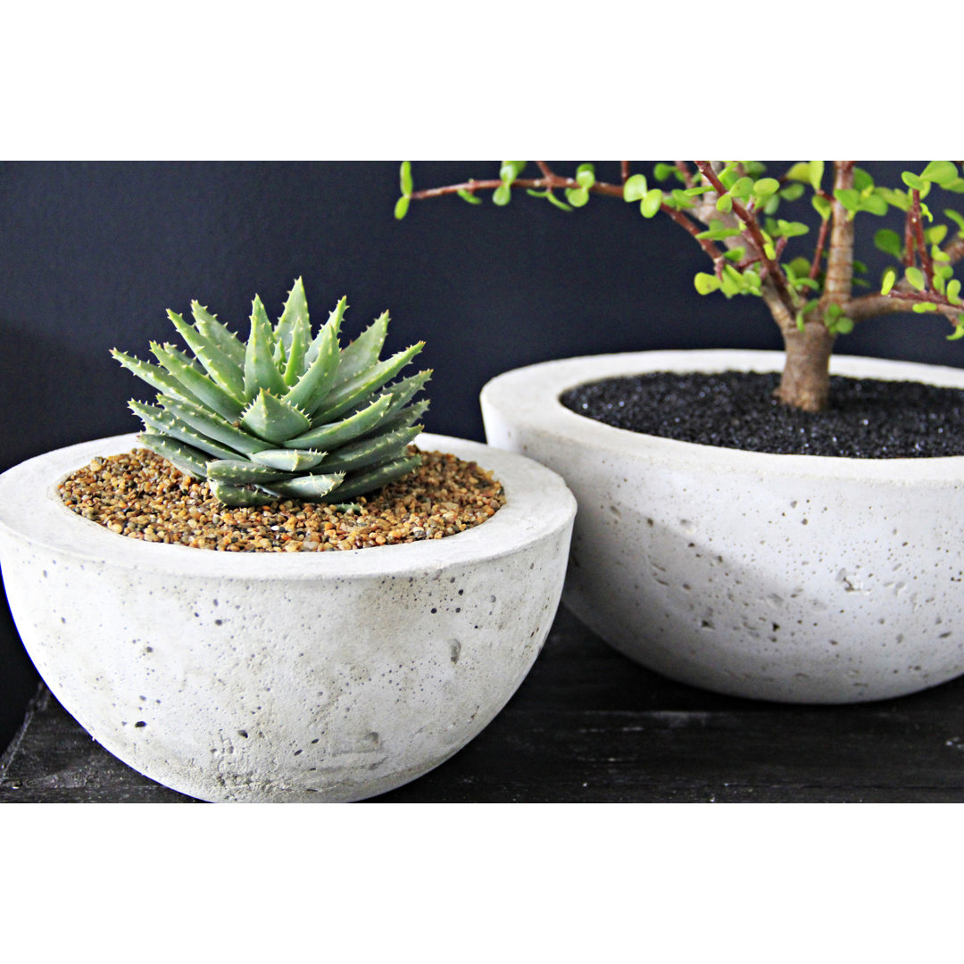 Succulents In A Cement Planters by Chene Taljaard - Wrapped Canvas Print