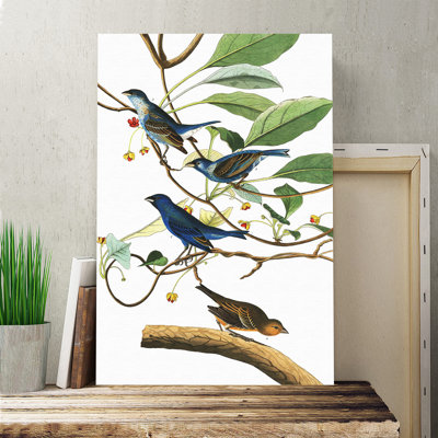 John Audubon - Wrapped Canvas Painting