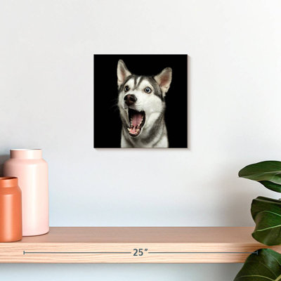 Brampt Surprised Siberian Husky