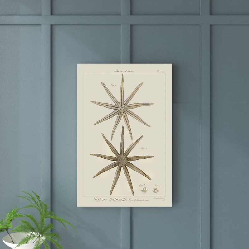 Striking Starfish III - Graphic Art, 76cm H x 51cm W, Wrapped Canvas