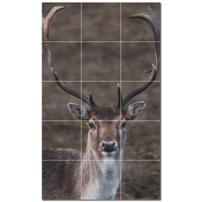Cerf photo 12 x 12