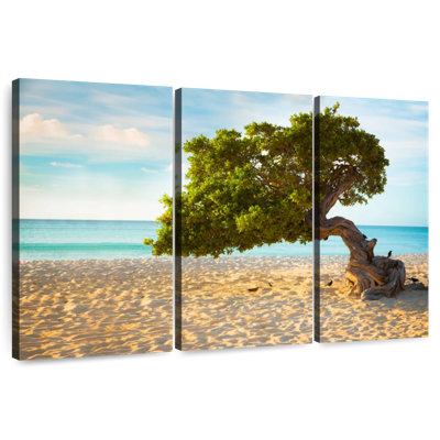 Gillard Divi-Divi Tree In Aruba