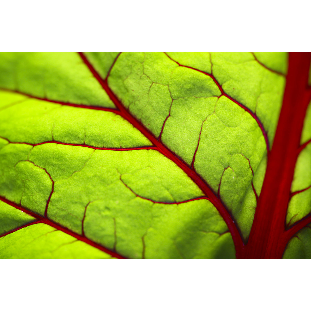 Transluzentes Blatt - Druck