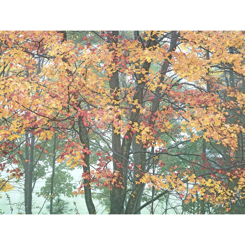 Autumn Portrait Blue Ridge Parkway #3 Print by Bruce Heinemann, Black Framed Canvas, 25" H x 33" W