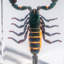 Genuine Single Large Black Scorpion In Lucite