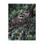 «Racoons» par Fazulla, impression sur toile tendue-27490654