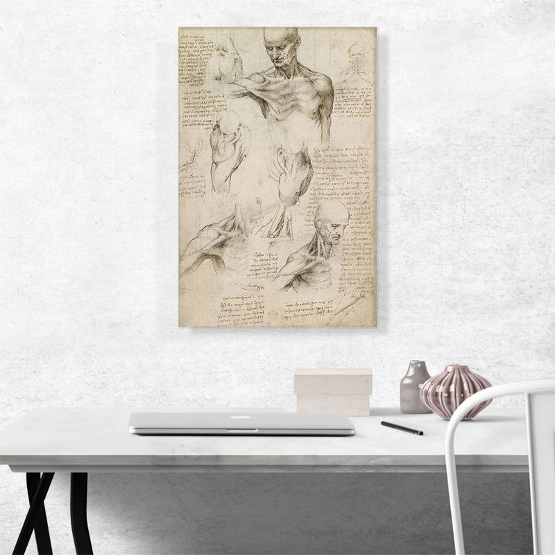 Études du corps humain - Anatomie superficielle de l'épaule et du cou - Impression, H 26 po x l 18 po x P 0,75 po