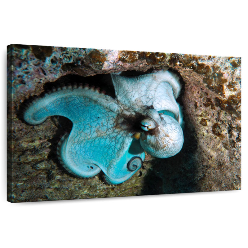 Pieuvre sauvage Brampt à Grand Cayman Island, H 16 po x l 24 po