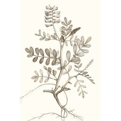Neutral Botanical Study VI by Vision Studio - Painting Print