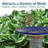 Trenasia Freestanding Ceramic Outdoor Bird Bath with UV-Resistant Blue Lava Finish