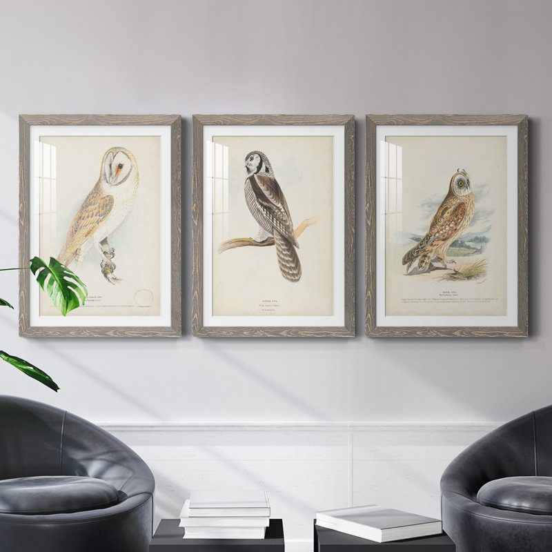 " Barn Owl " 3 Piece Art Color Photography Painting, 20" H x 51" W x 1.5" D, Gray