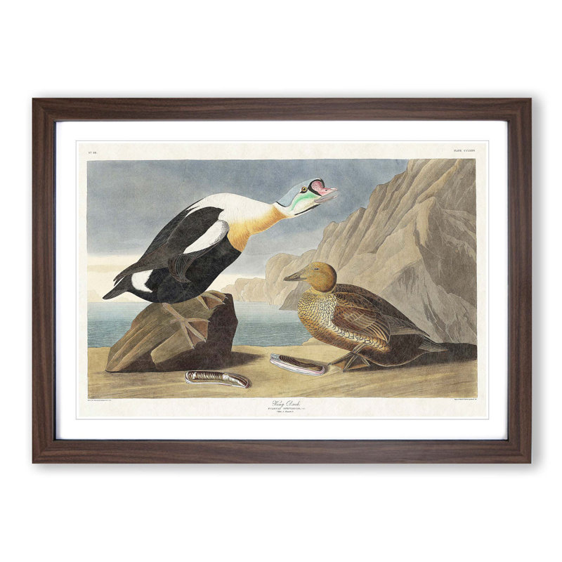 King Duck Bird by John James Audubon - Picture Frame Graphic Art Print, 27cm H x 36cm W x 2cm D, Walnut Framed