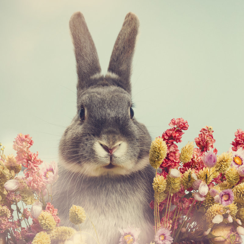 Rabbit by D-Keine - No Frame Print on Canvas, 122cm H x 122cm W