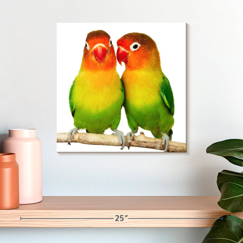 Crowle Lovebirds, H 16 po x l 16 po