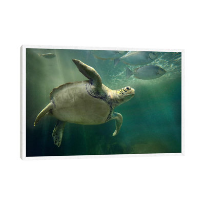 Green Sea Turtle And Fish, Sabah, Malaysia II by Tim Fitzharris - Gallery-Wrapped Canvas Giclée on Canvas