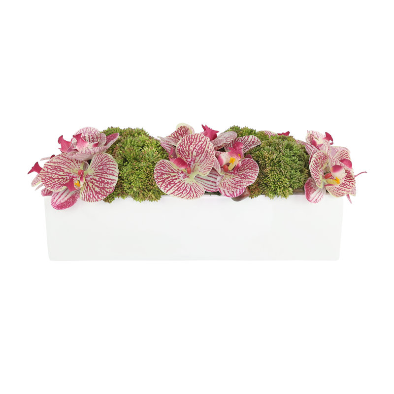 Orchid and Sedum Arranged in Fiberstone Planter, Pink, 7" H x 19" W x 8.5" D