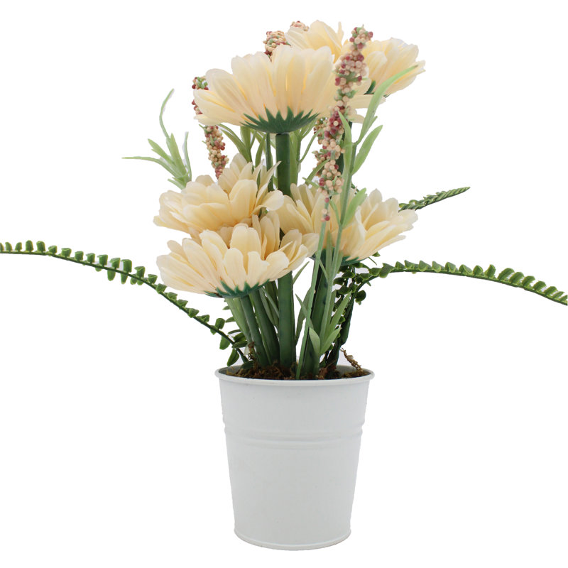 Daisy Arrangement in Pot