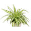 Live Spider Plant in Hanging Pot