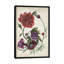 «Antique Peony I», impression sur toile-32566113-72130928