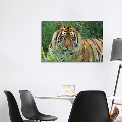 Bengal Tiger, Hilo Zoo, Hawaii by Gerry Ellis - Wrapped Canvas Print