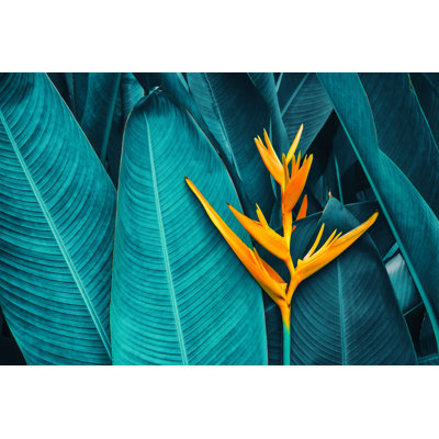 Marblehead Tropical Exotic Flower par Pernsanitfoto - Photographie sur toile tendue