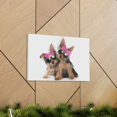 Drôle de Yorkshire Terrier