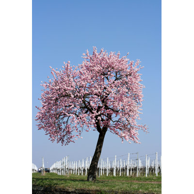 " Almond Tree "
