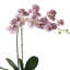 Phalaenopsis Orchid Arrangement