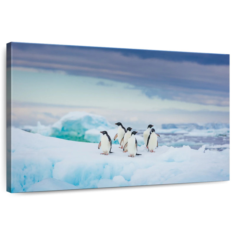 Pingouins adorables de Brampt