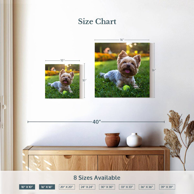 Crowle Yorkshire Terrier, H 10 po x l 10 po