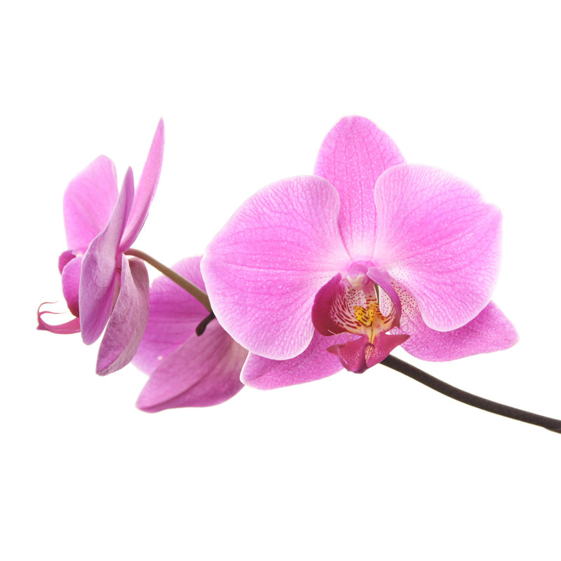 Pink orchid flowers, 61cm H x 91cm W